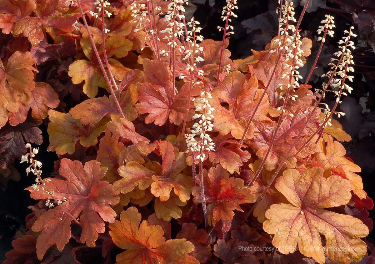 Heucherella x Buttered Rum a