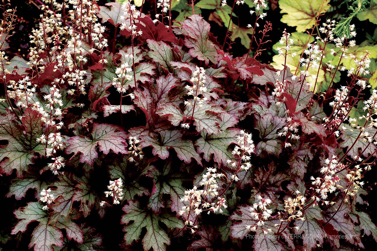 Heucherella X 'cracked Ice' 