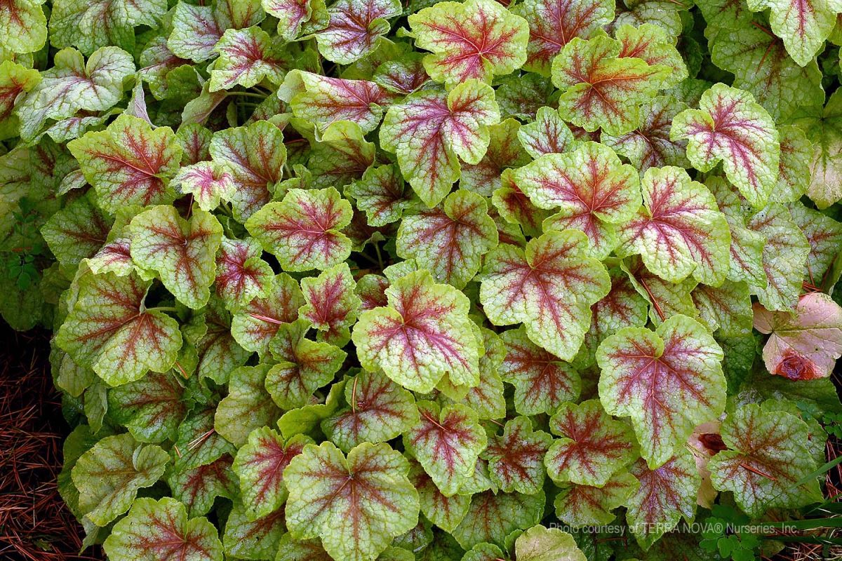 Heucherella x Fire Frost a