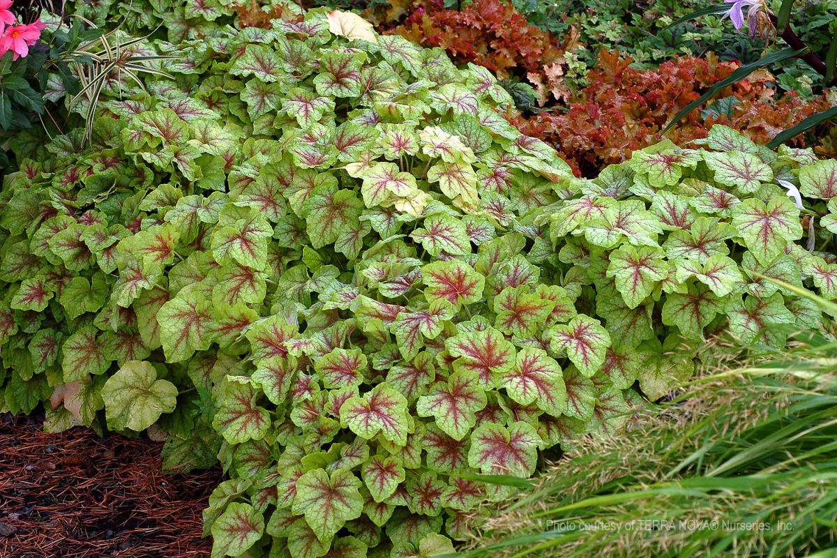 Heucherella x Fire Frost b