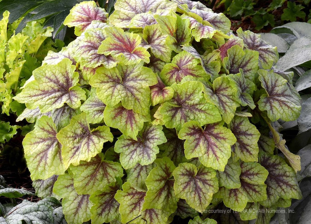 Heucherella x Fire Frost c