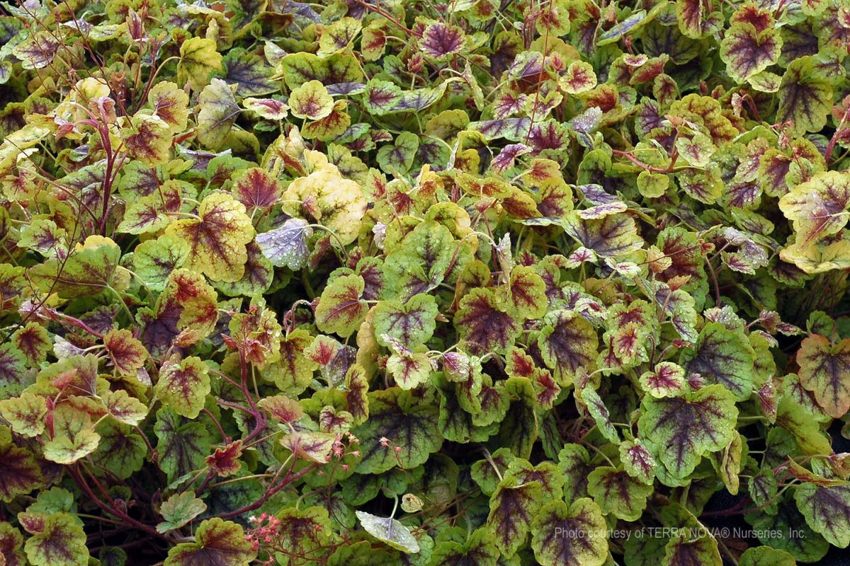 Heucherella x Gold Cascade a