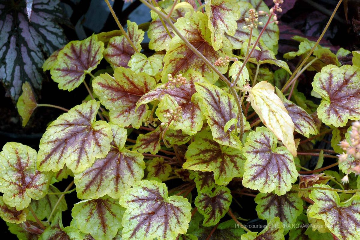 Heucherella x Gold Cascade b