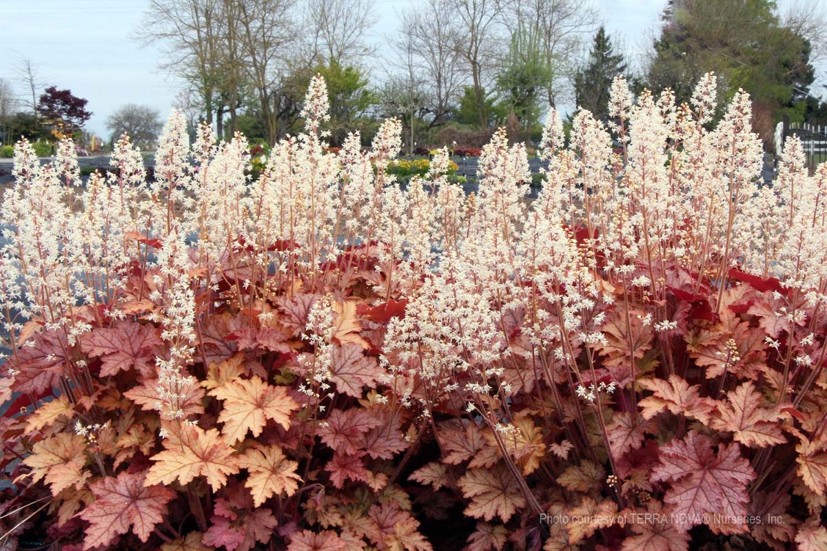 Heucherella x Honey Rose a