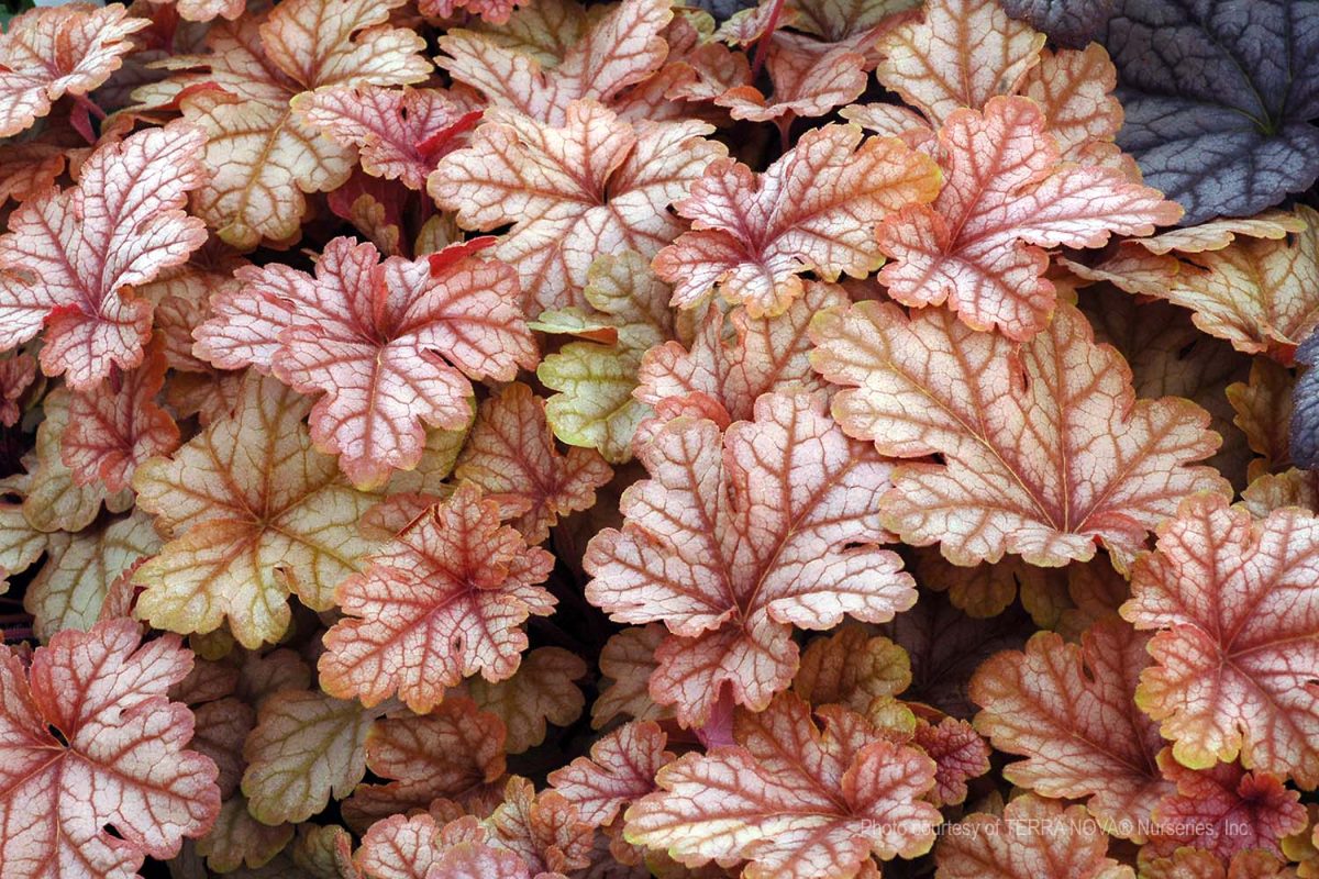 Heucherella x Honey Rose b