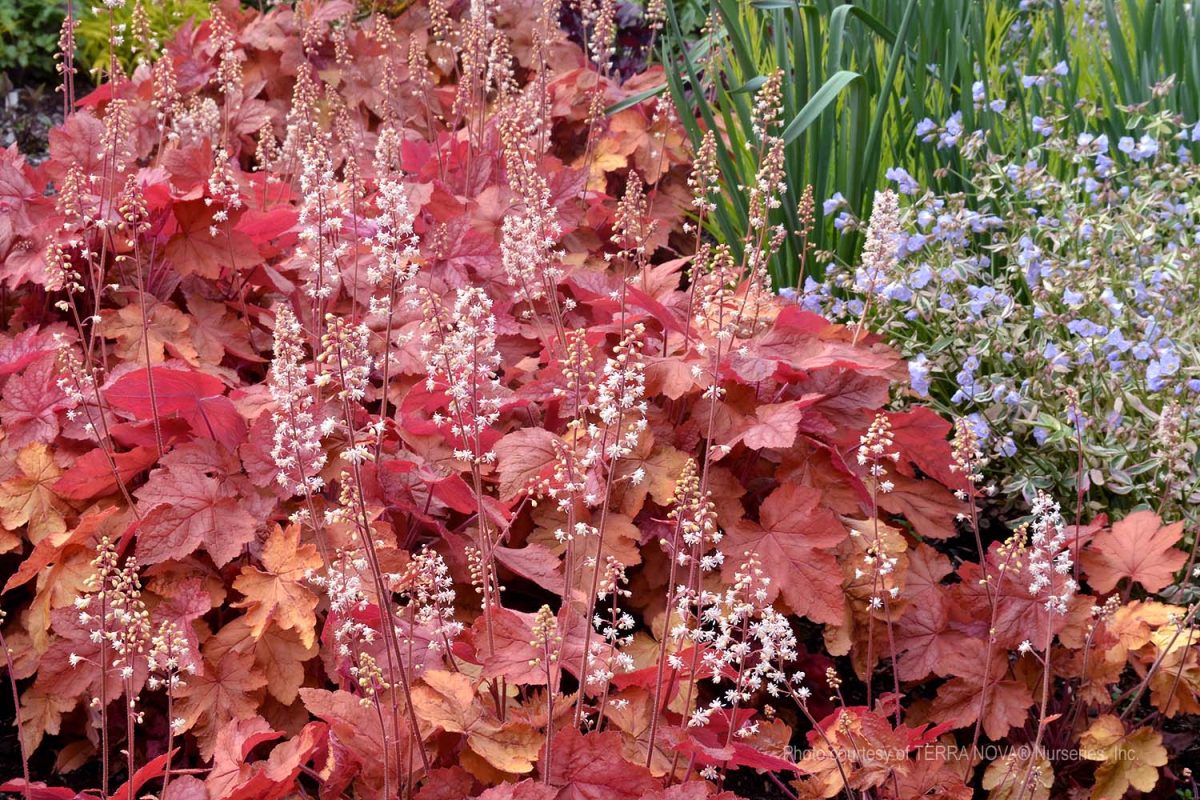 Heucherella x Redstone Falls a