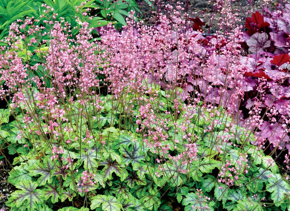 Heucherella x Tapestry b