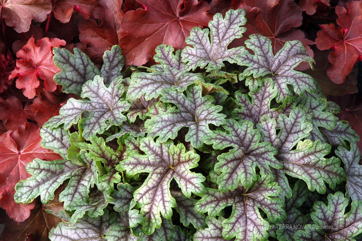 Heucherella x Tapestry c