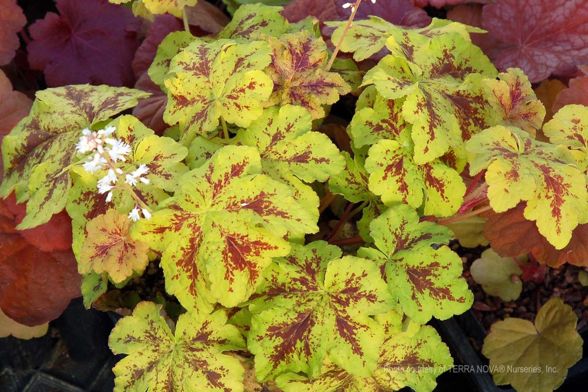 Heucherella x Yellowstone Falls a