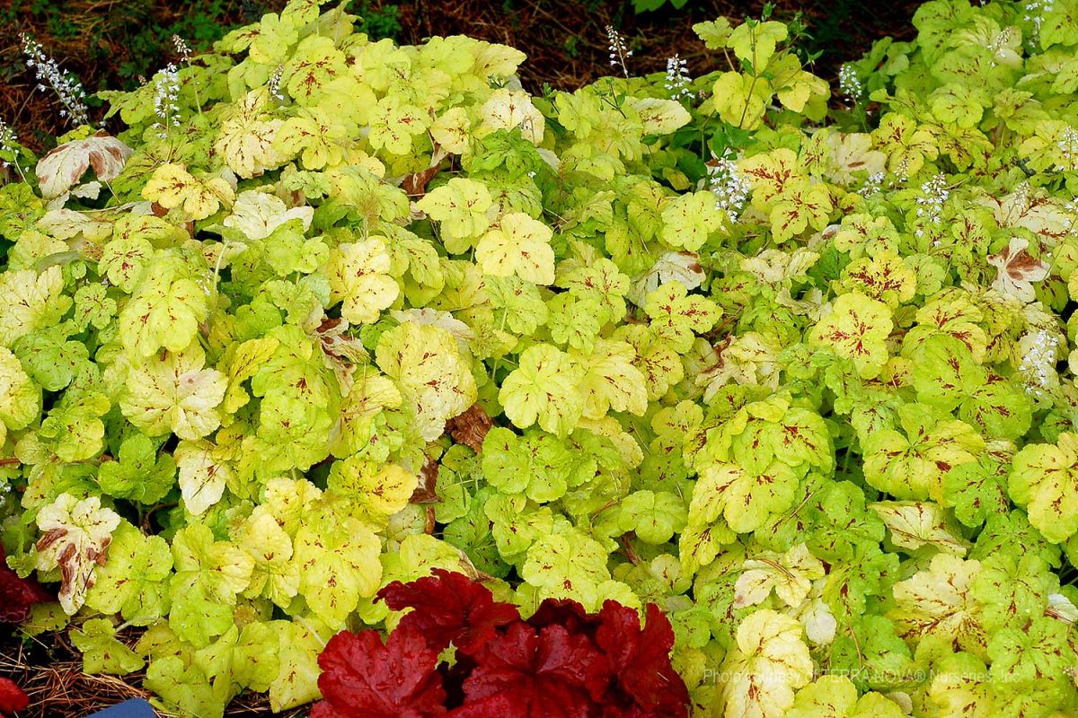 Heucherella x Yellowstone Falls b