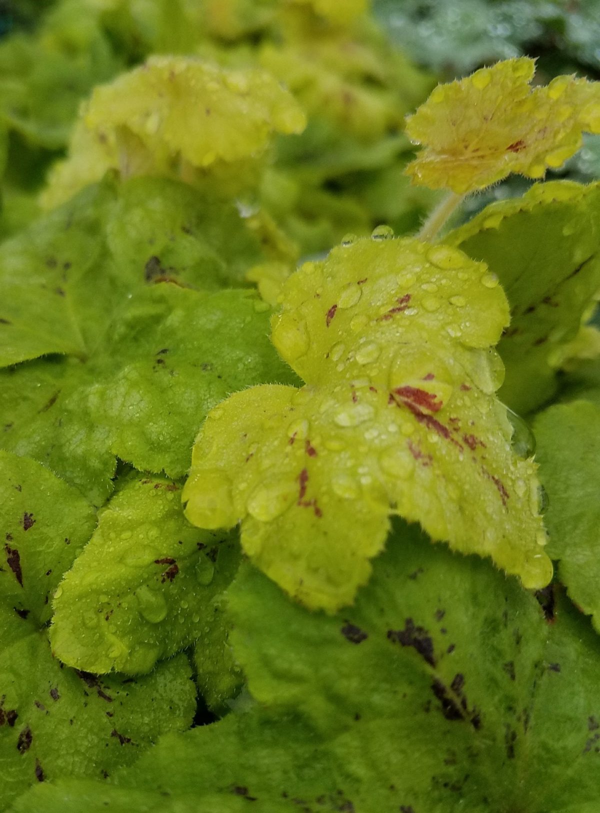 Heucherella x Yellowstone Falls c