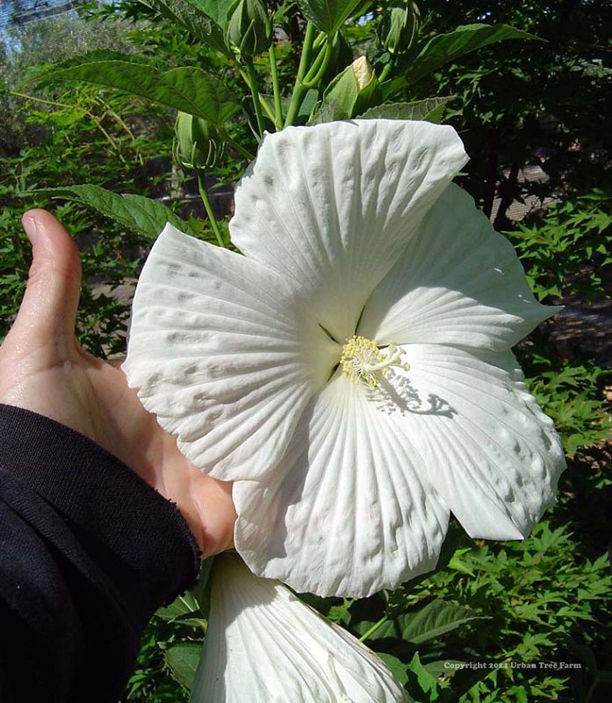 Hibiscus moscheutos ‘Blue River II’ | Urban Tree Farm Nursery