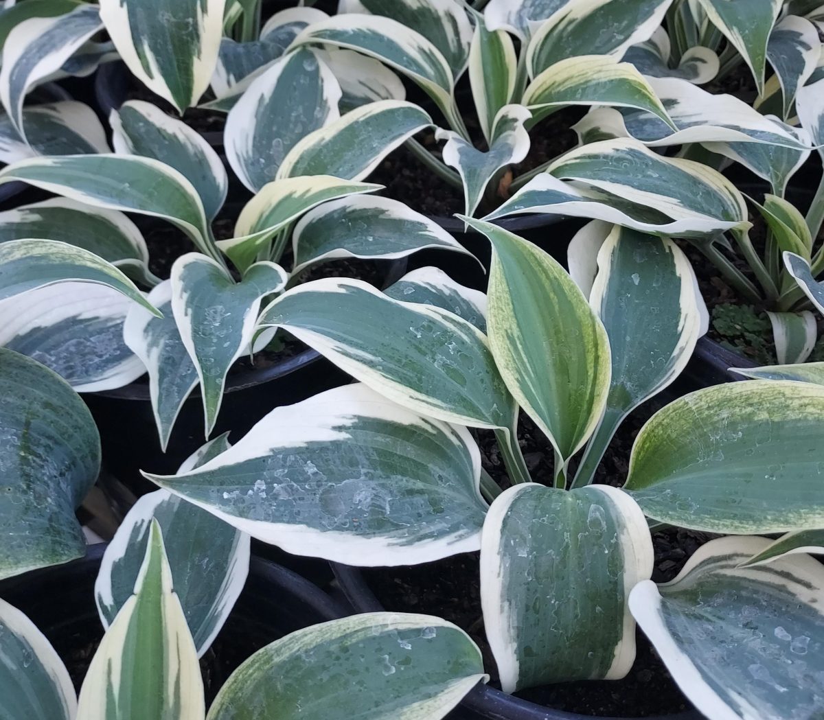 Hosta Blue Ivory c scaled