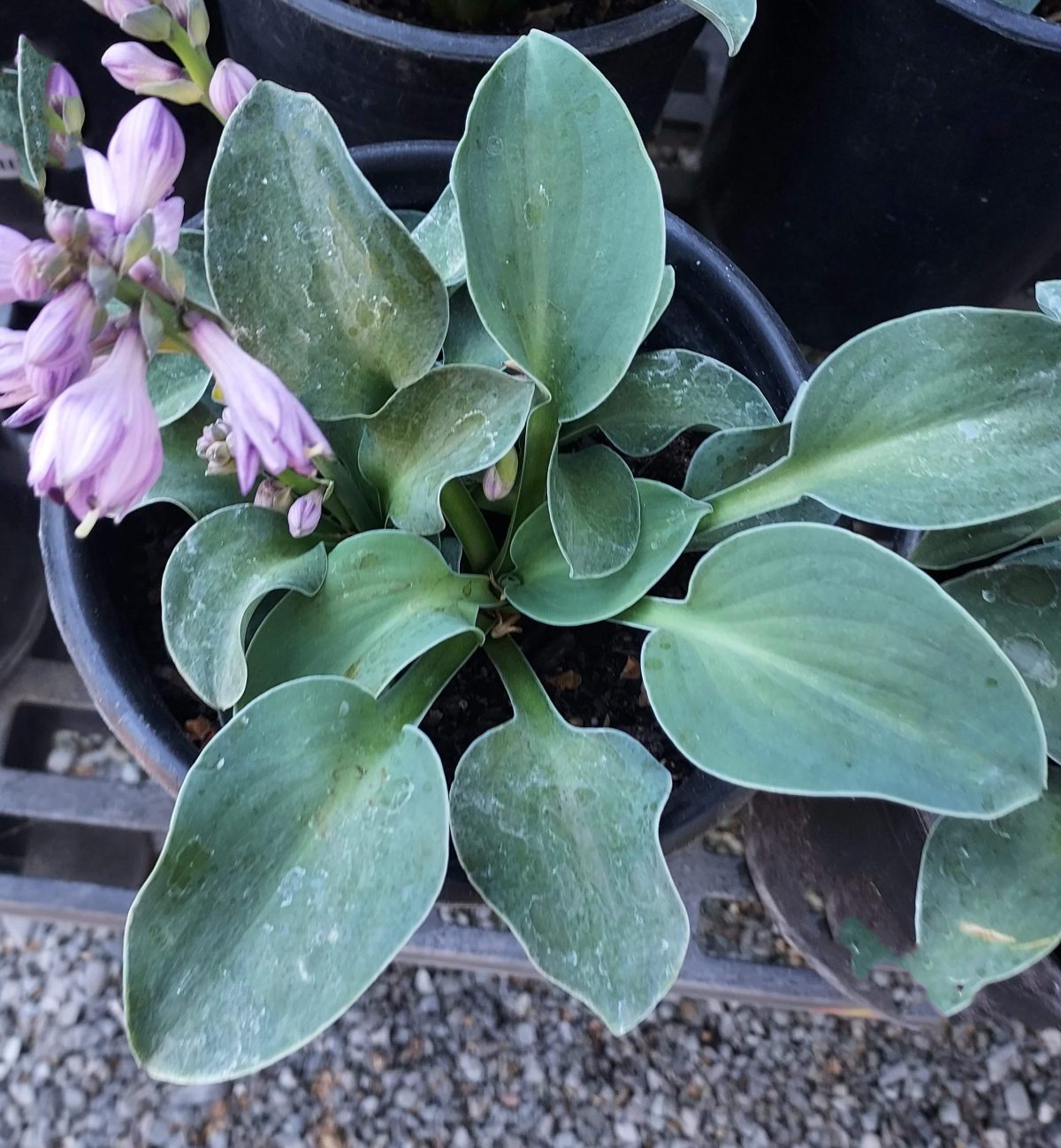 Hosta Blue Mouse Ears b scaled