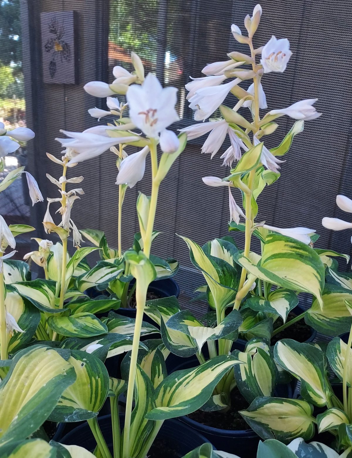 Hosta Great Expectations a scaled