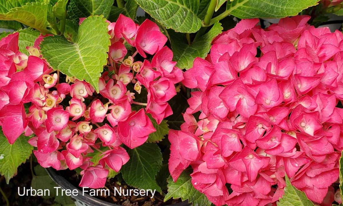 Hydrangea macrophylla Cityline Paris