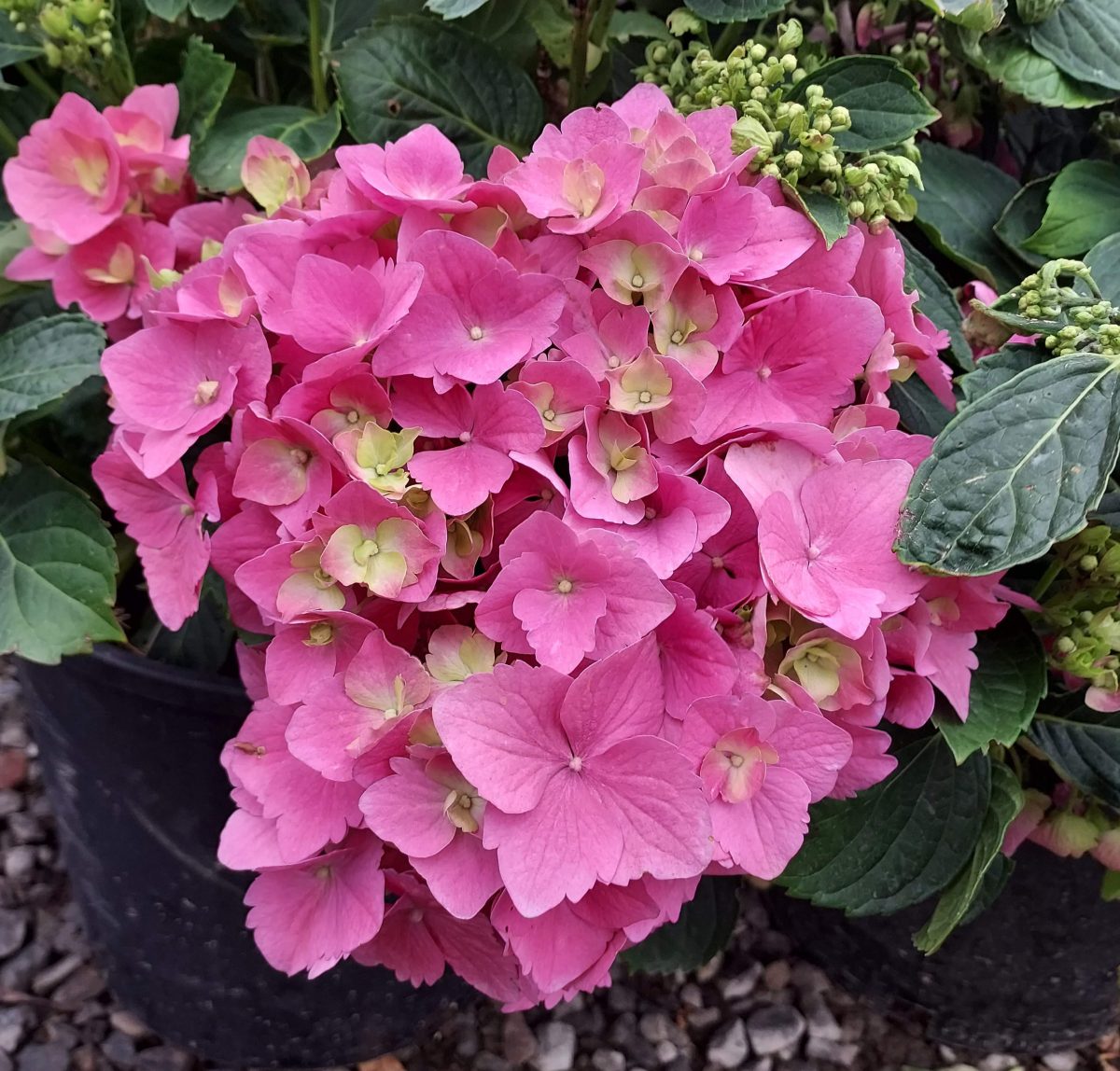 Hydrangea macrophylla LA Dreamin c scaled