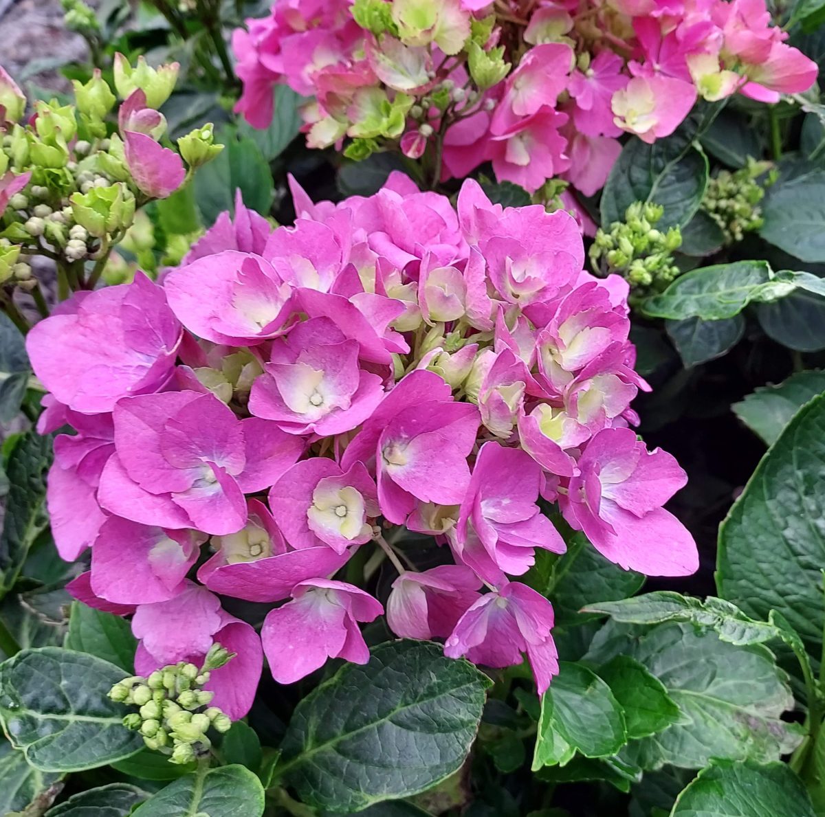 Hydrangea macrophylla LA Dreamin d scaled