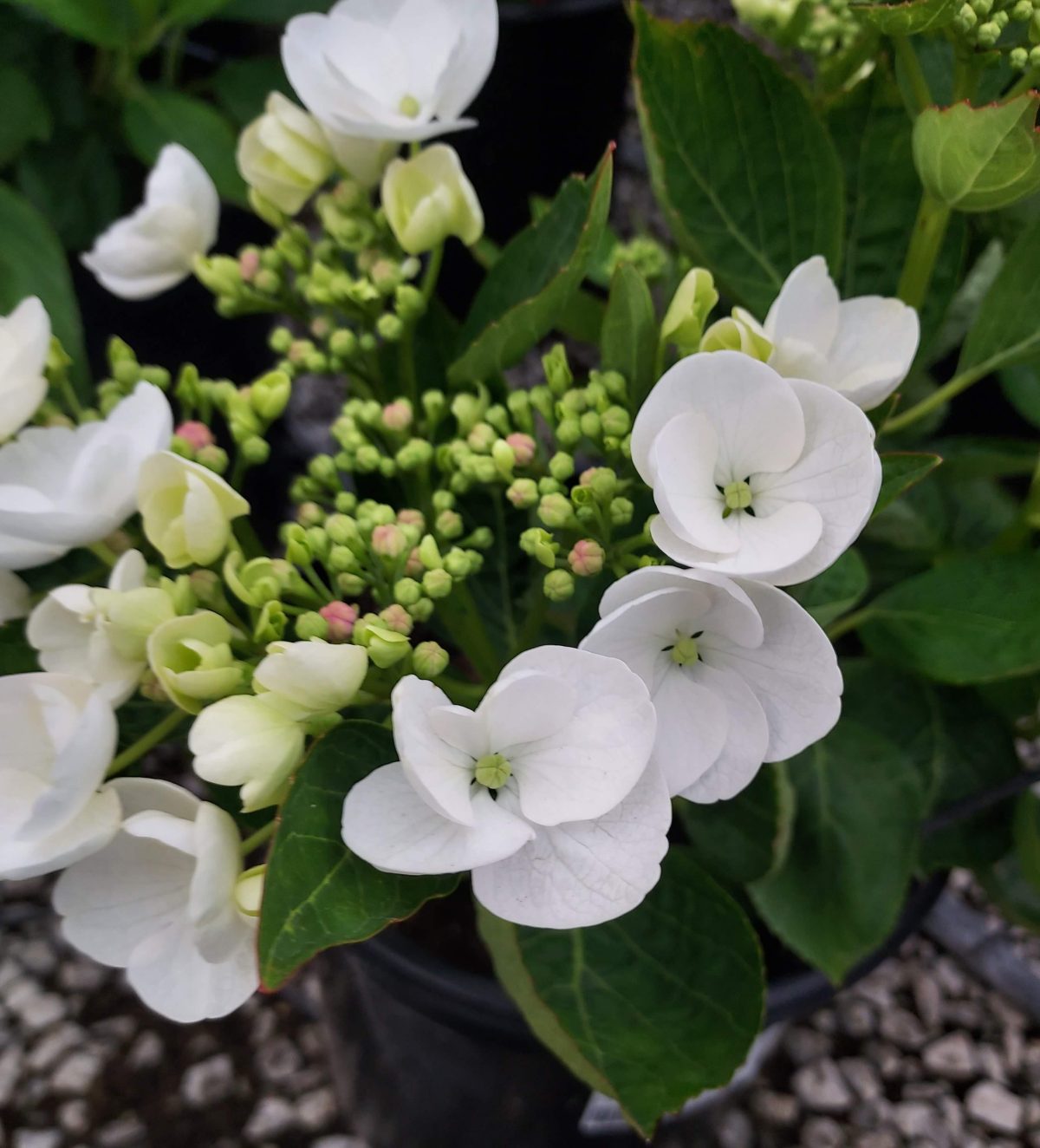 Hydrangea macrophylla Lilacina a scaled