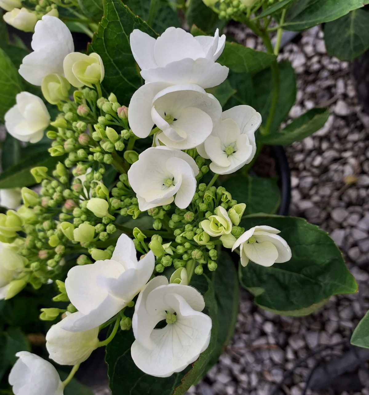 Hydrangea macrophylla Lilacina b scaled