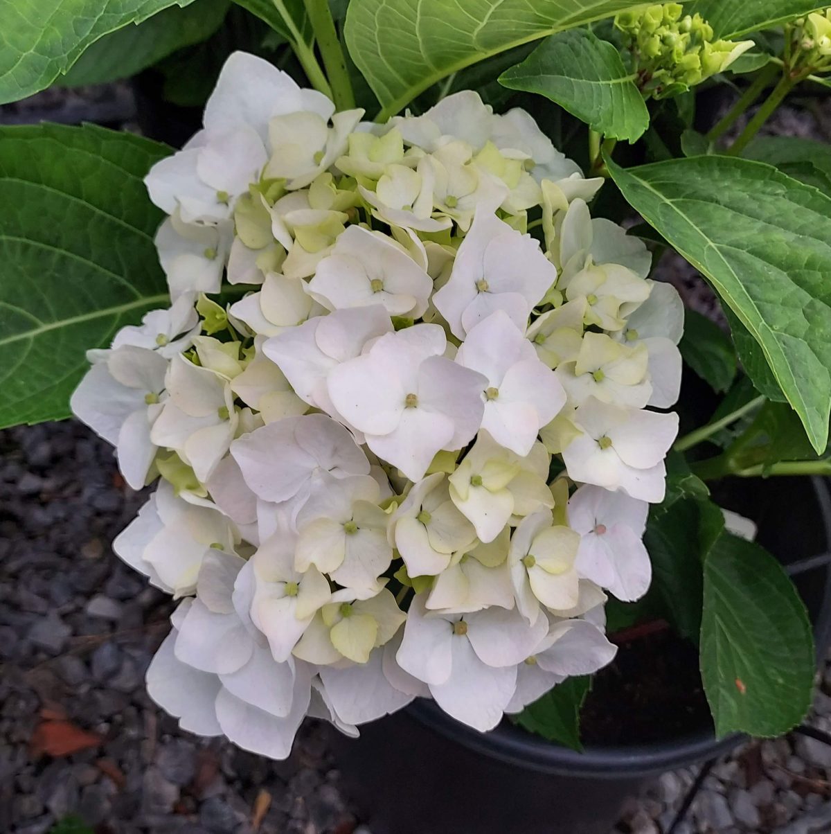 Hydrangea macrophylla Regula a