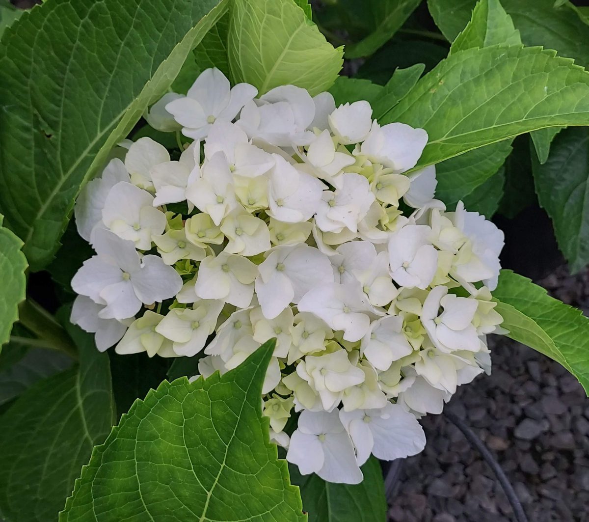 Hydrangea macrophylla Regula b