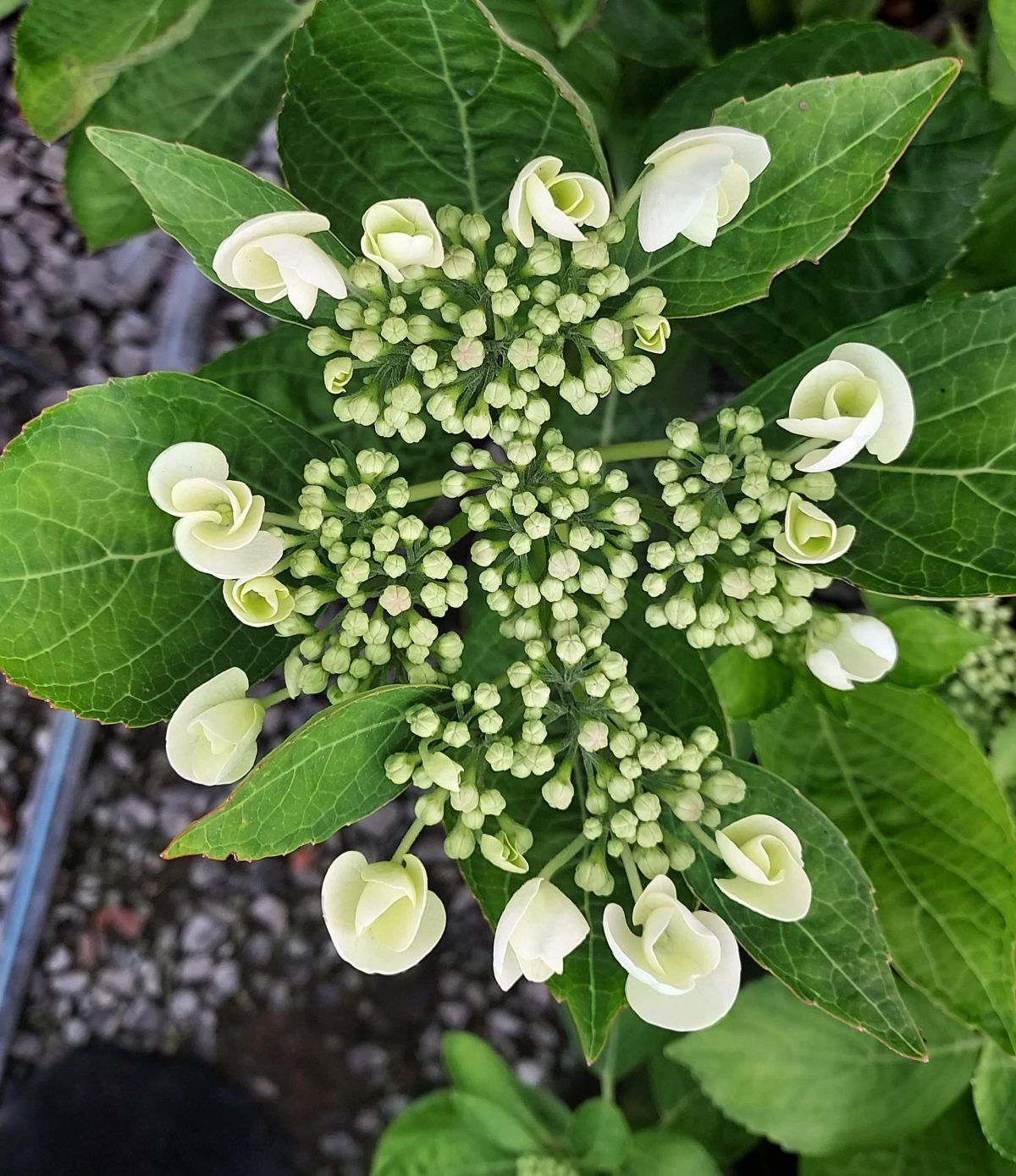 Hydrangea macrophylla Teller Snow a scaled