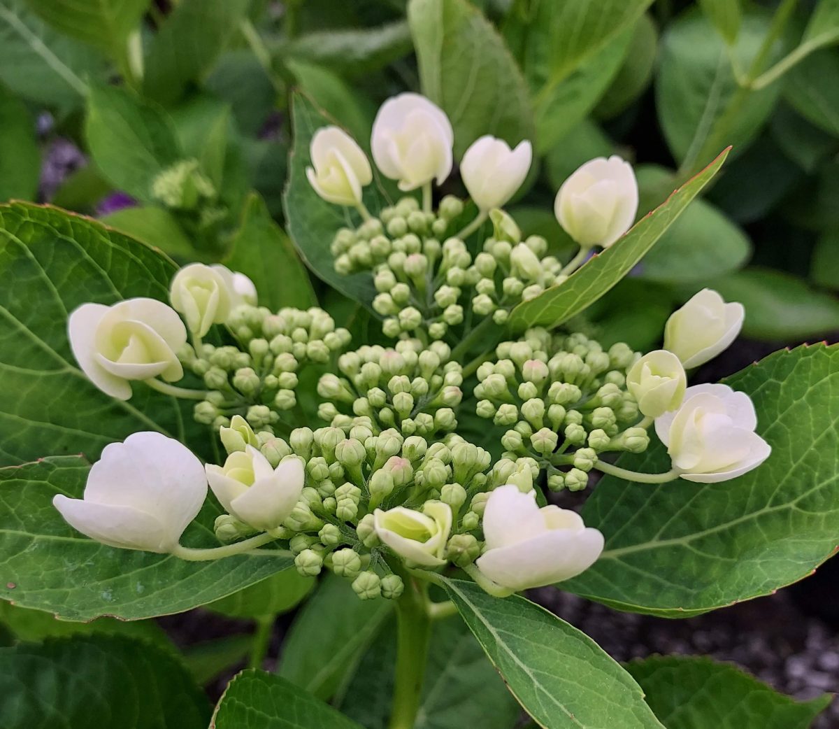 Hydrangea macrophylla Teller Snow b scaled