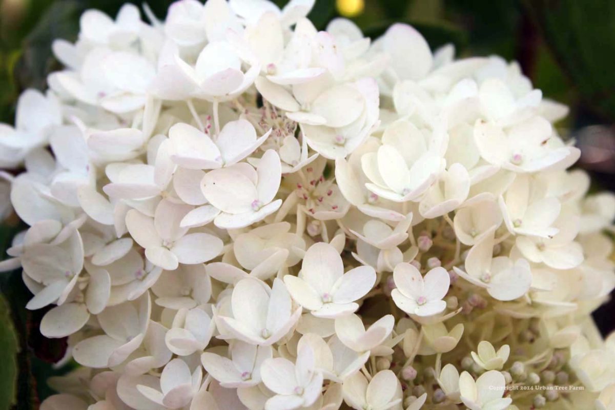 Hydrangea paniculata Limelight STD a