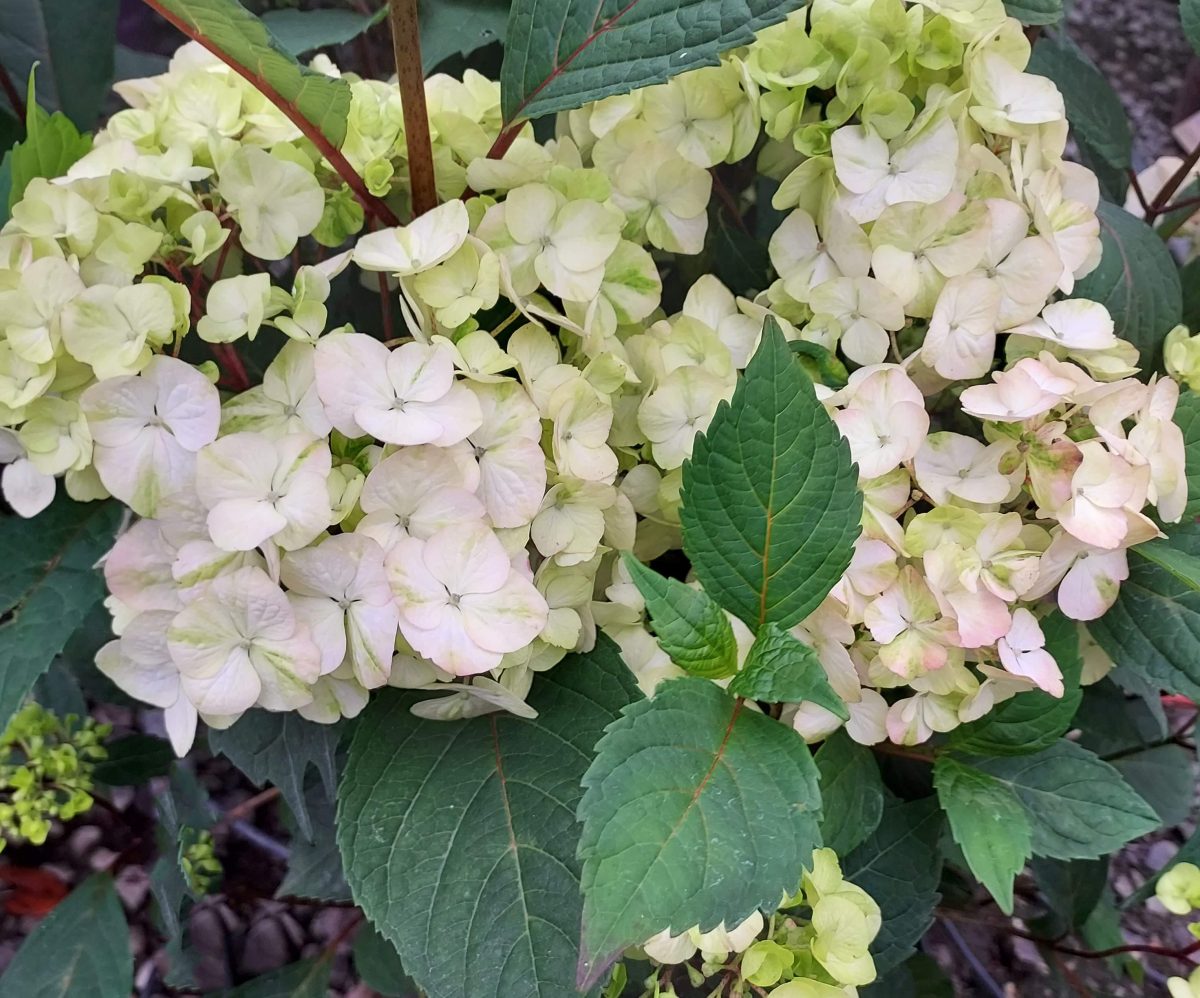 Hydrangea serrata Preziosa a scaled