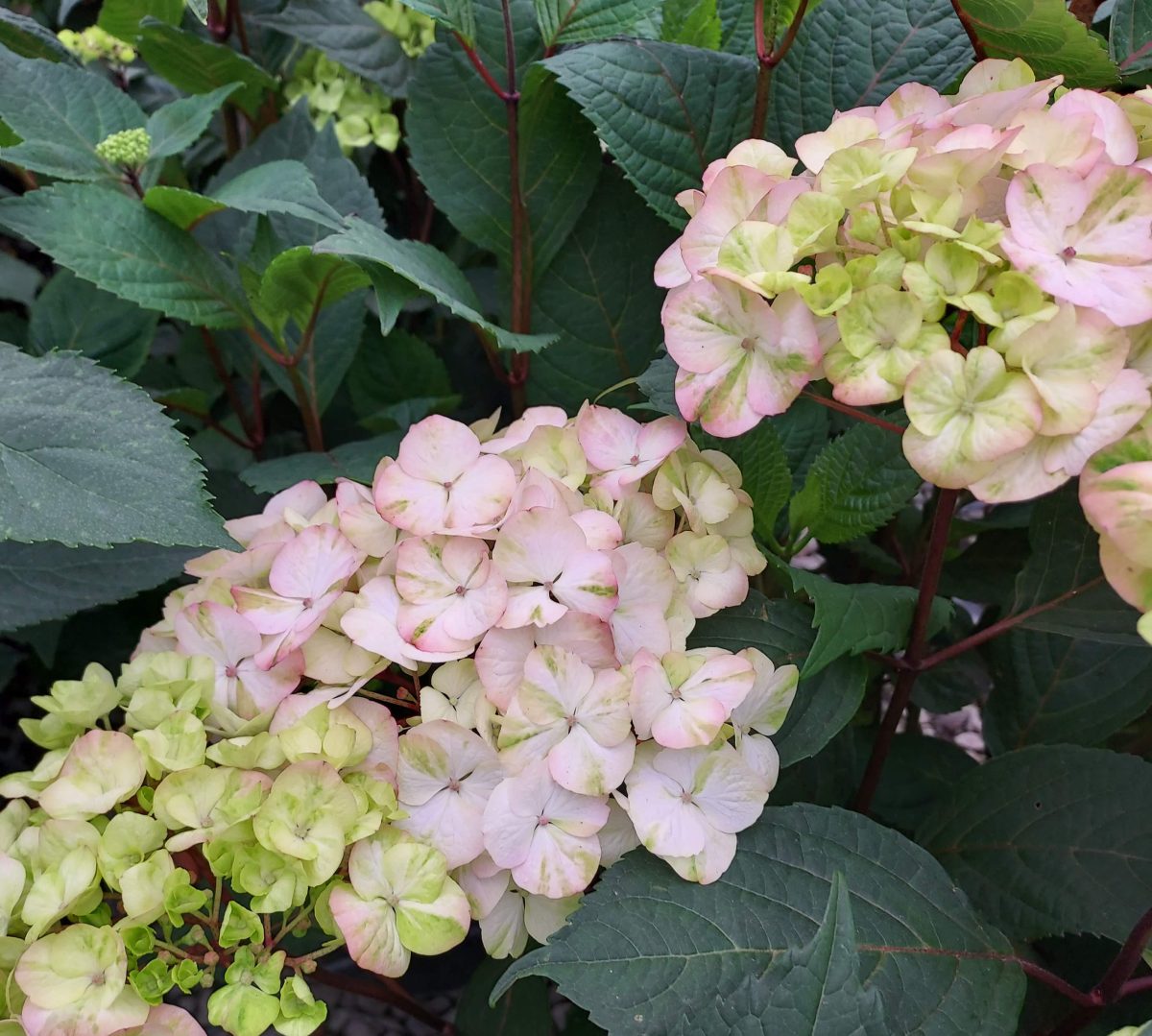 Hydrangea serrata Preziosa b scaled