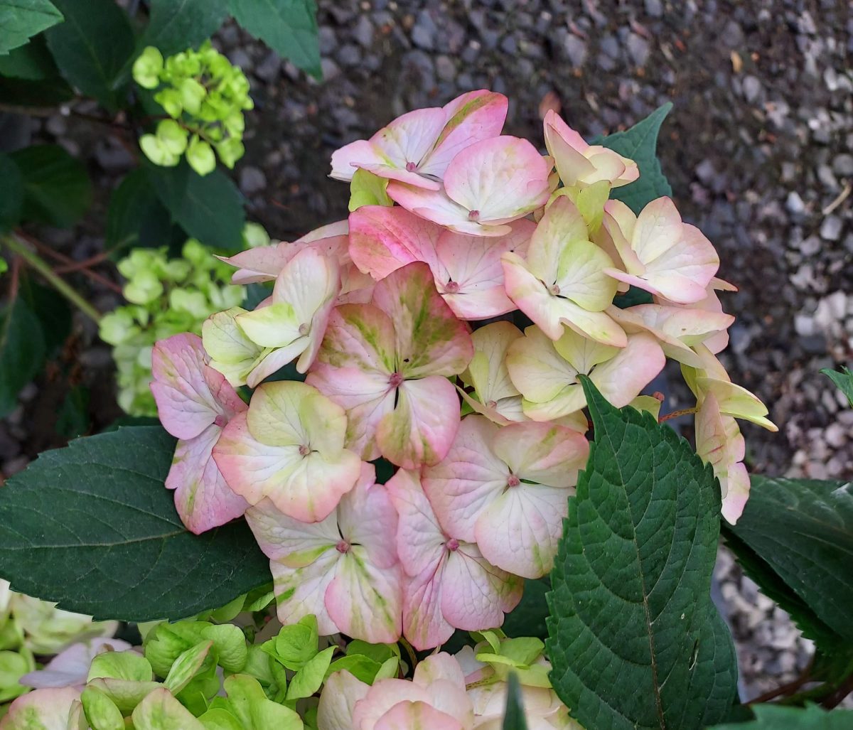 Hydrangea serrata Preziosa c scaled