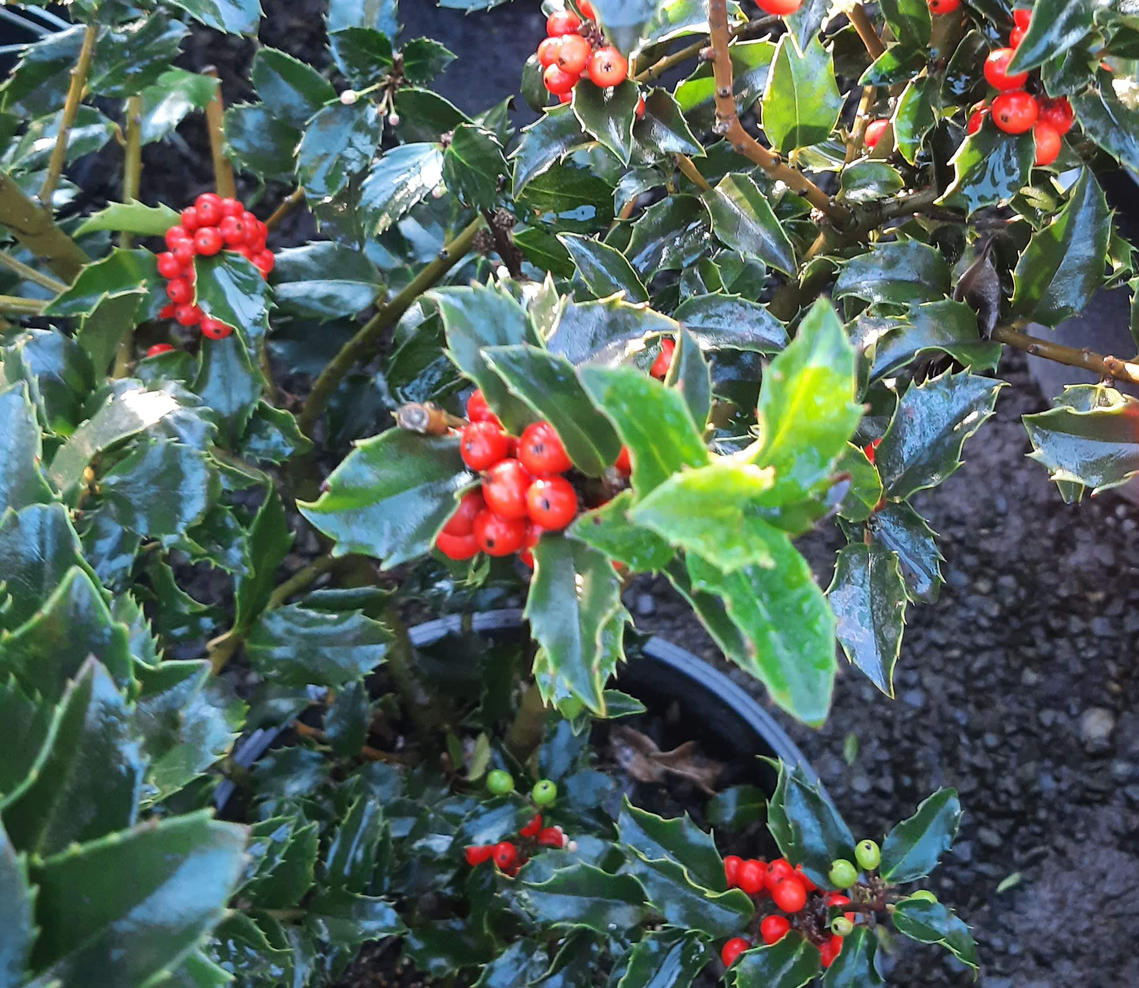 Ilex X Meserveae 'Blue It' | Urban Tree Farm Nursery