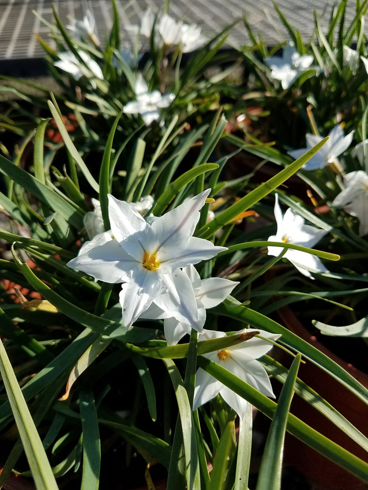 Ipheion uniflorum Alberto Castillo a scaled