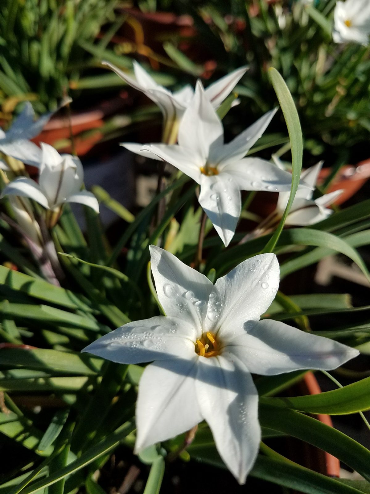 Ipheion uniflorum Alberto Castillo b scaled