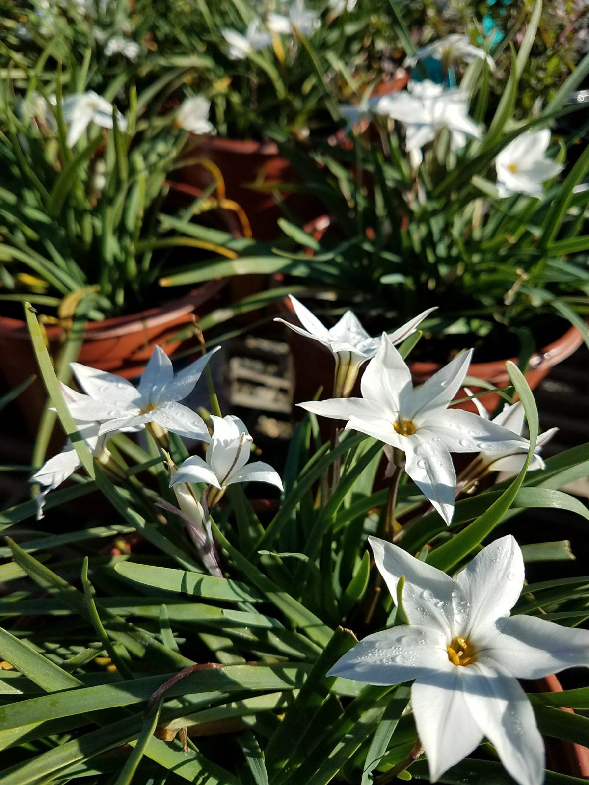 Ipheion uniflorum Alberto Castillo c scaled