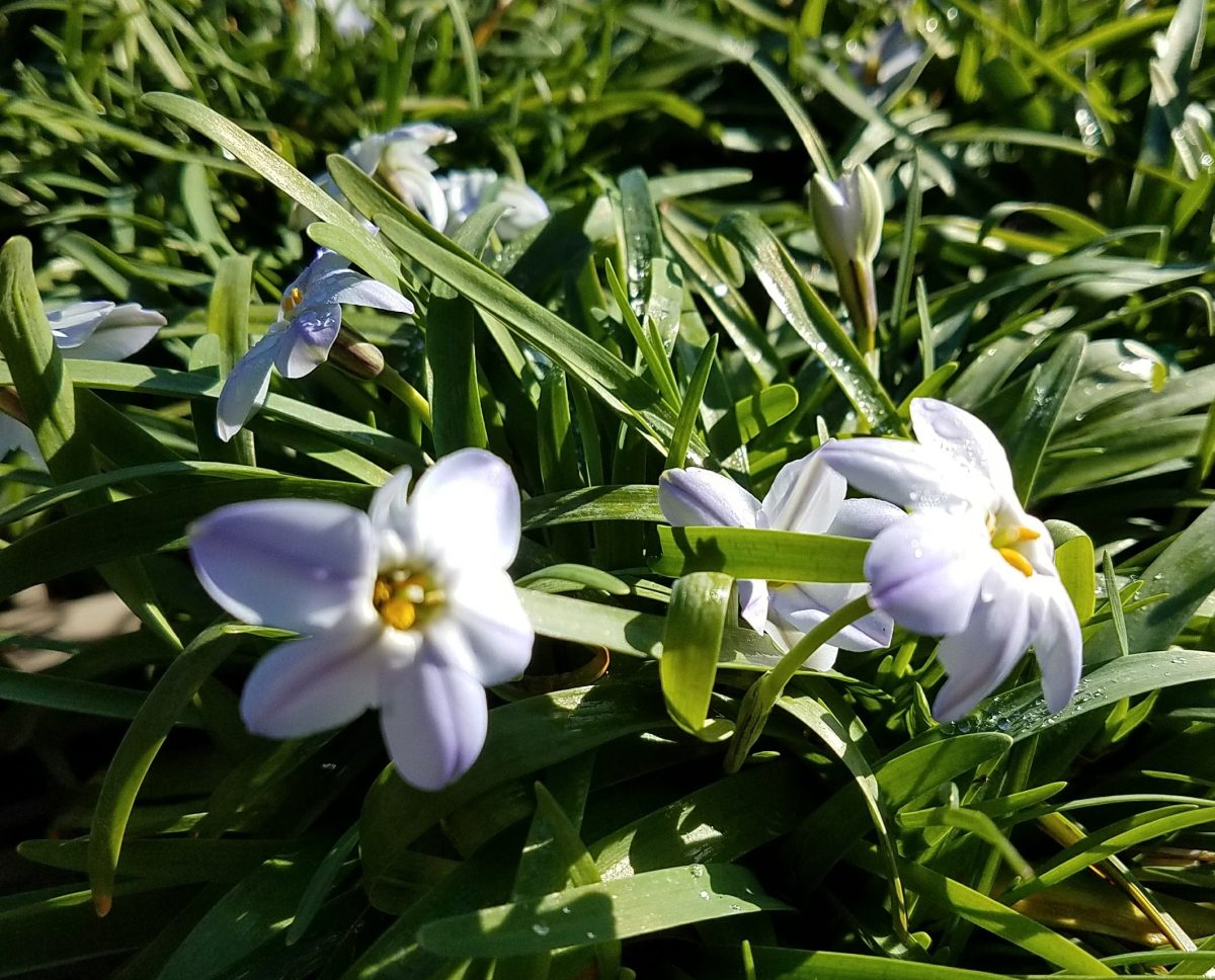 Ipheion uniflorum Rolf Fielder a rotated