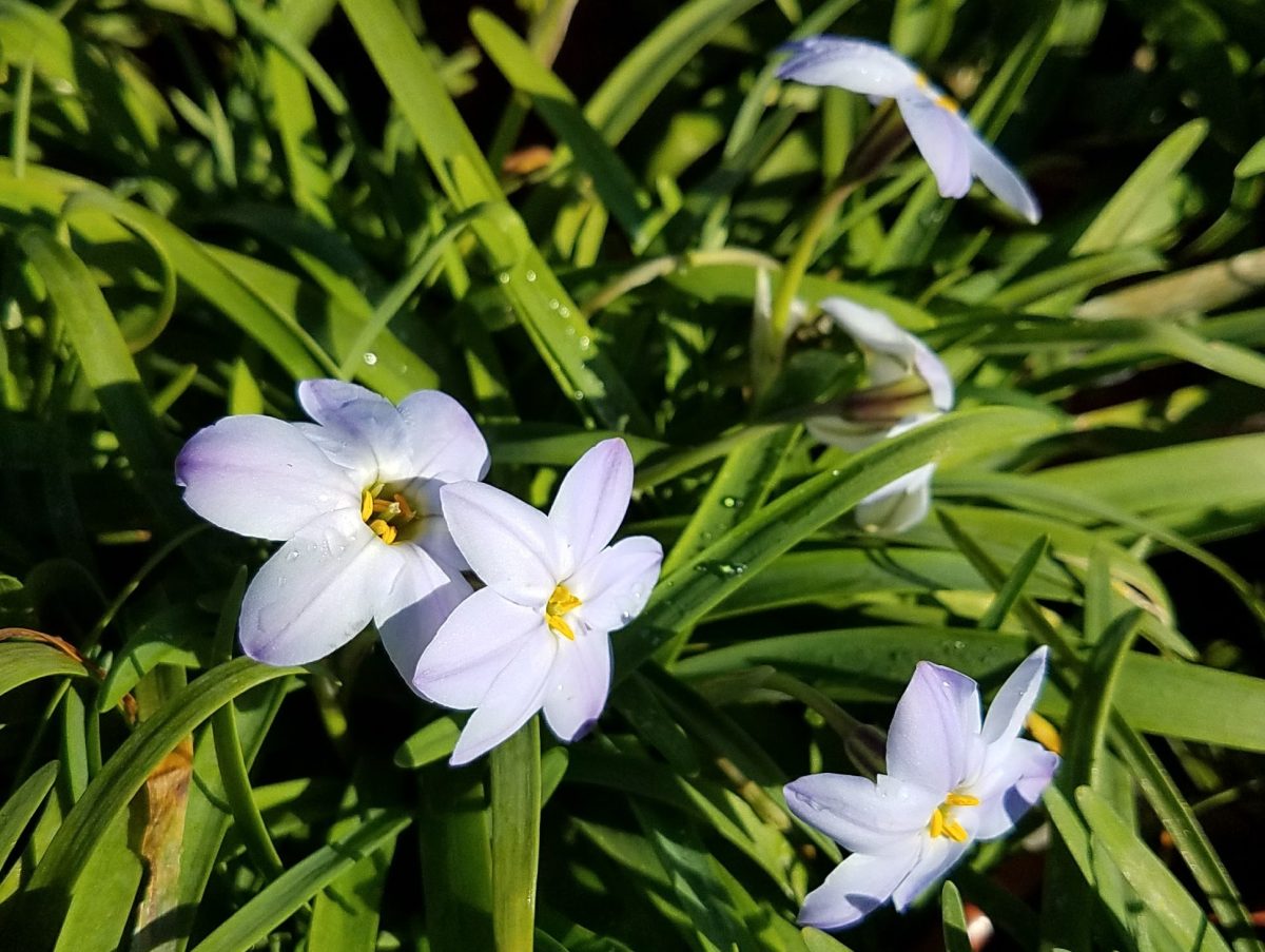 Ipheion uniflorum Rolf Fielder b rotated