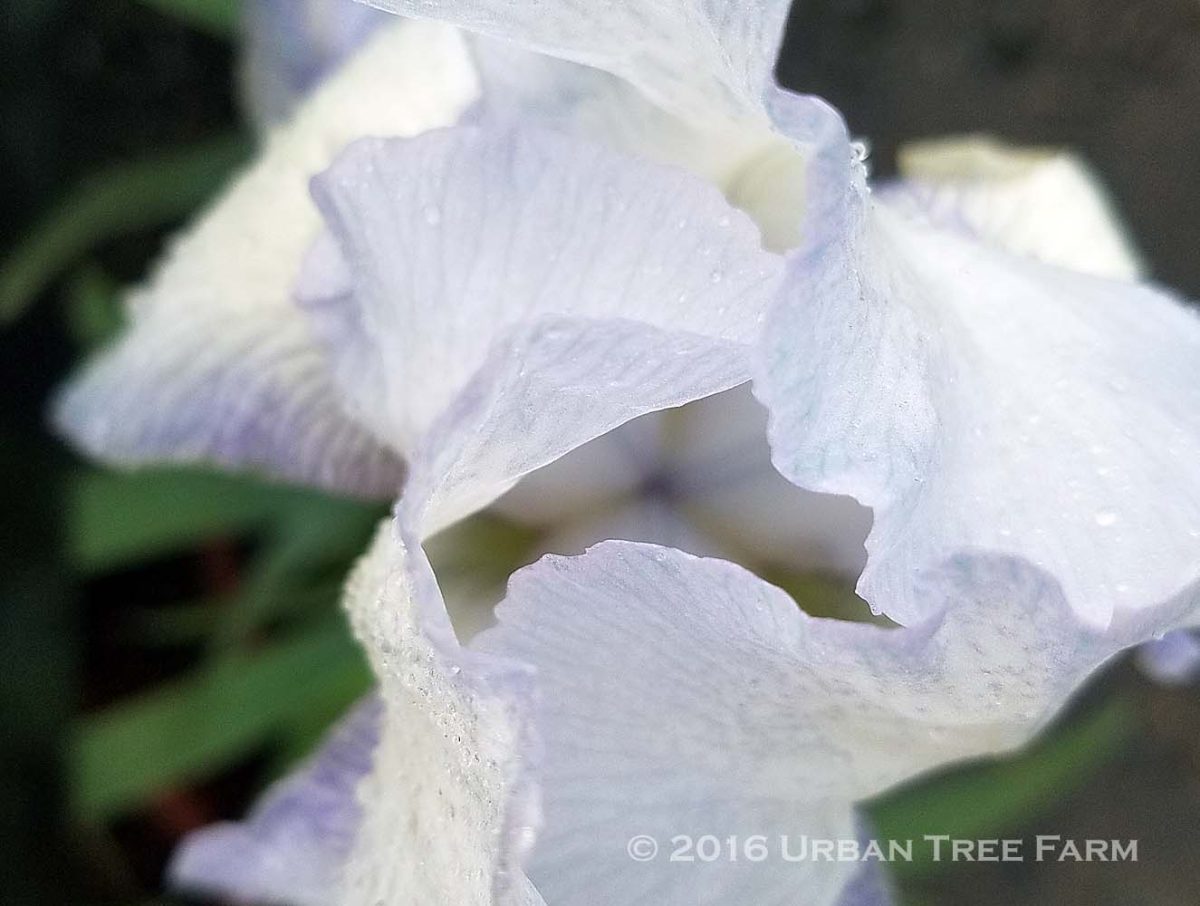 Iris Bearded English Cottage