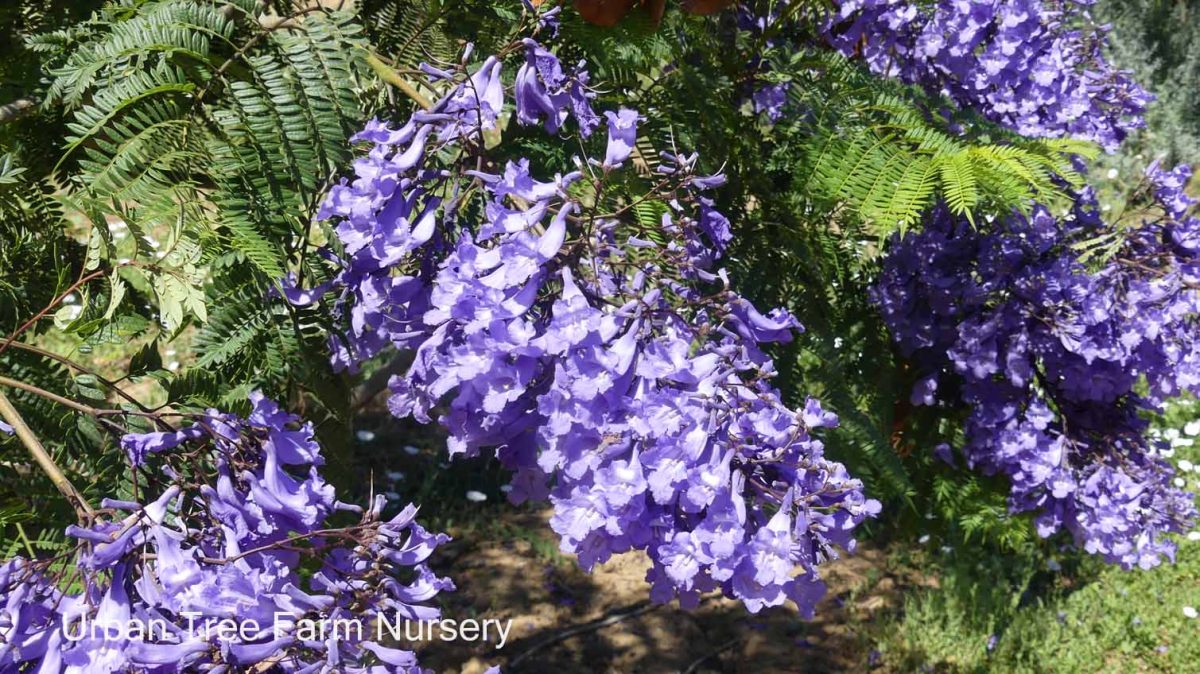 Jacaranda mimosifolia MULTI a