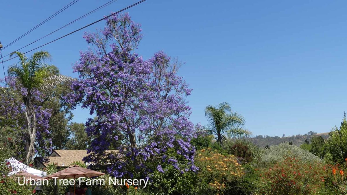 Jacaranda mimosifolia MULTI b