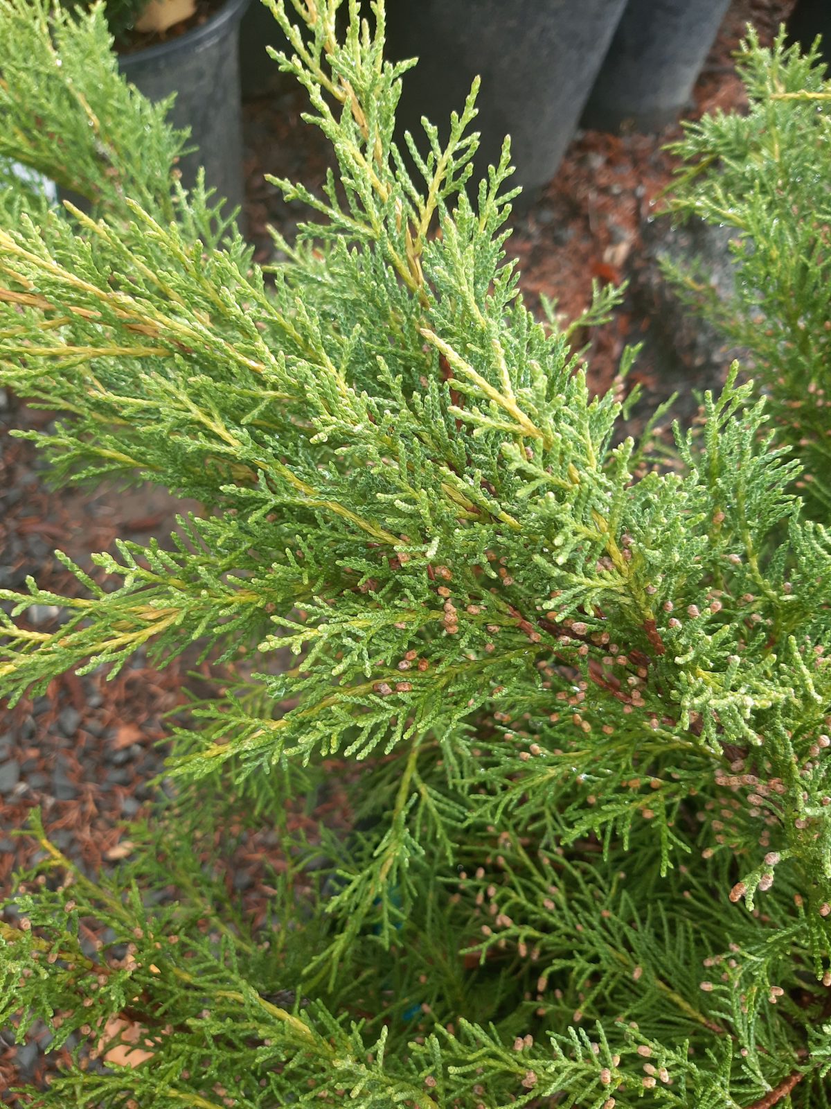 Juniperus chinensis Pfitzerana Aurea a scaled