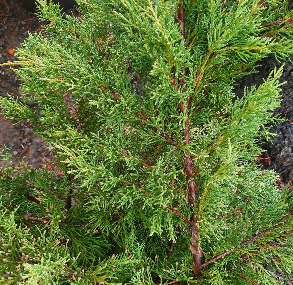 Juniperus chinensis Pfitzerana Aurea b scaled