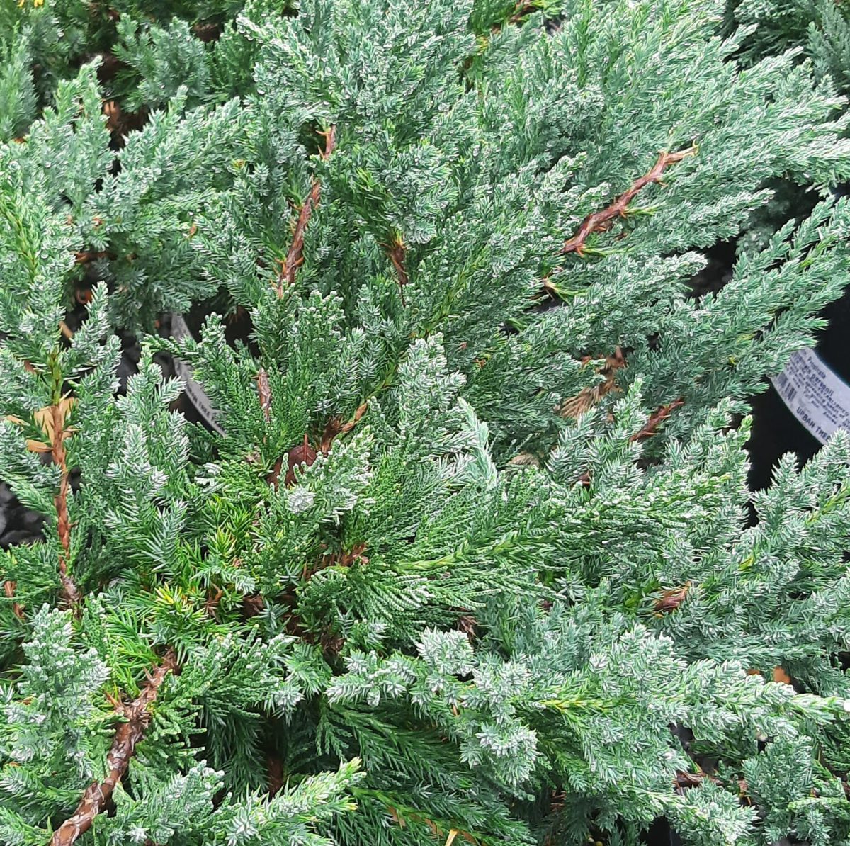 Juniperus chinensis Prostrata