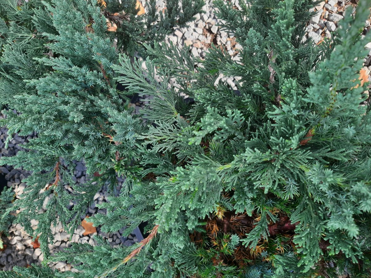 Juniperus chinensis Prostrata a scaled