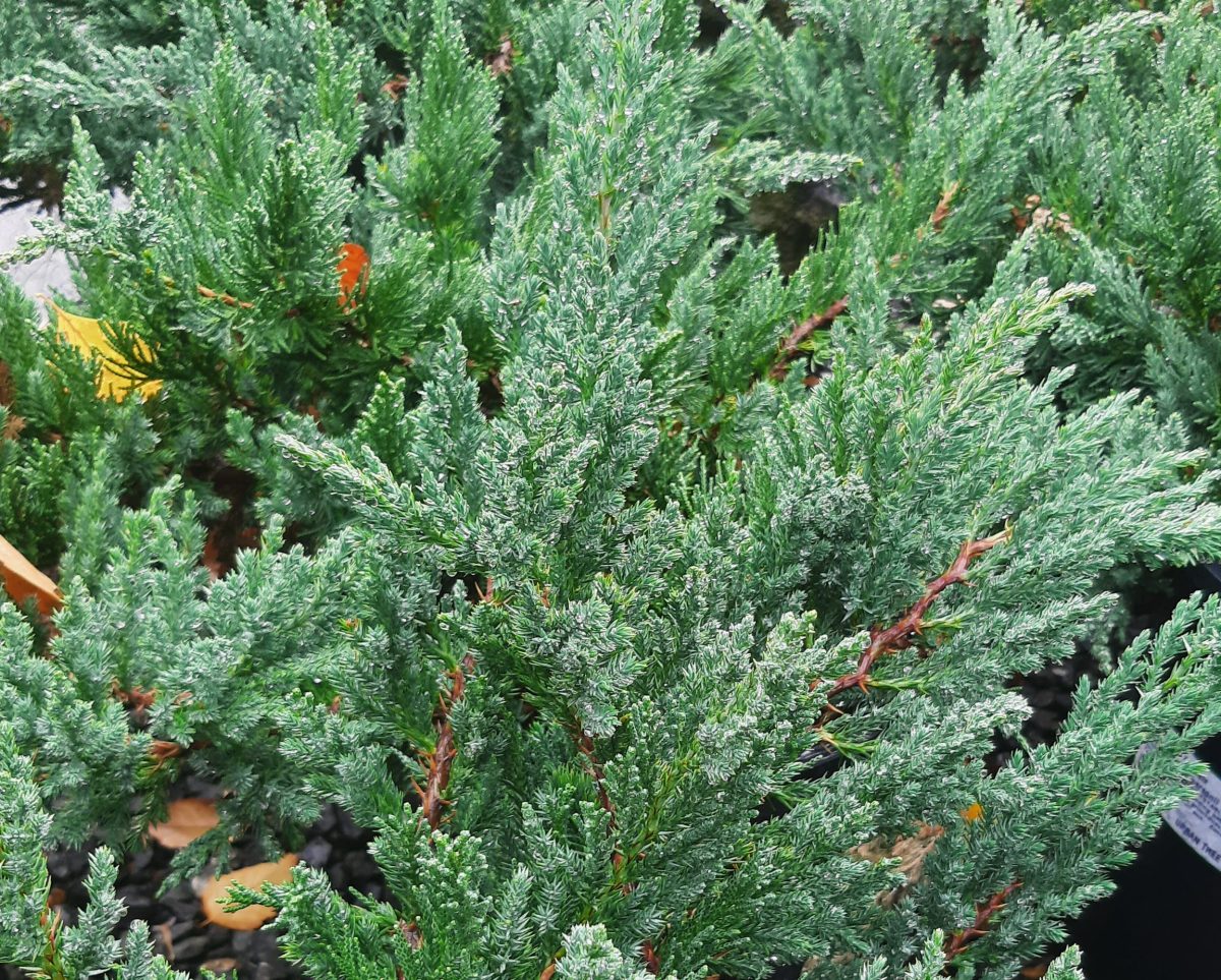 Juniperus chinensis Prostrata b