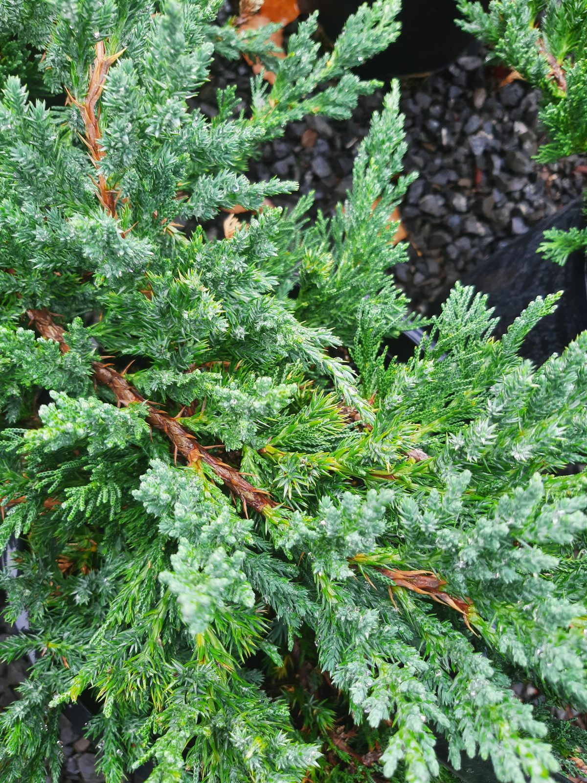 Juniperus chinensis Prostrata c scaled