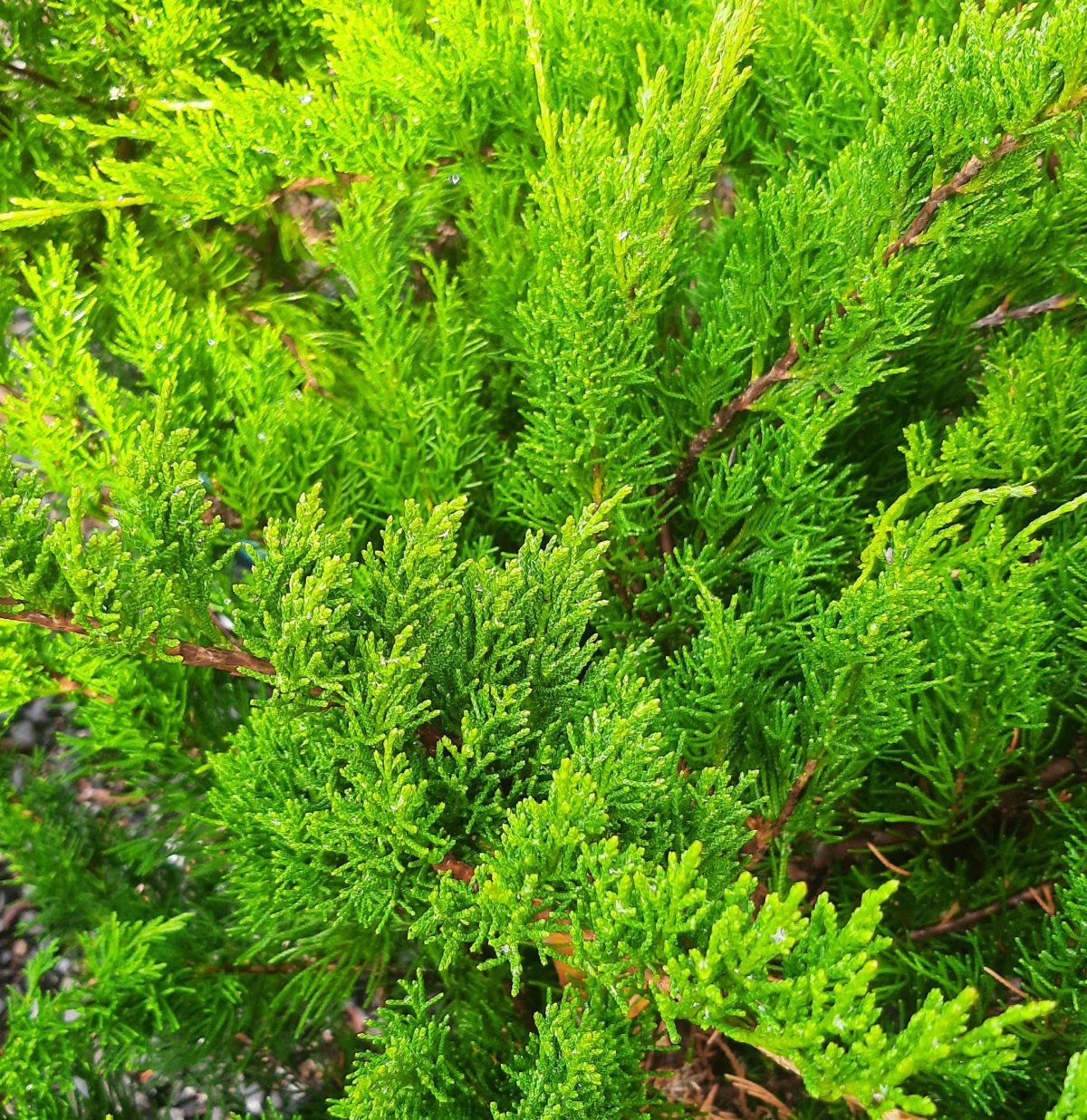 Juniperus chinensis Sea Green 2 BALL