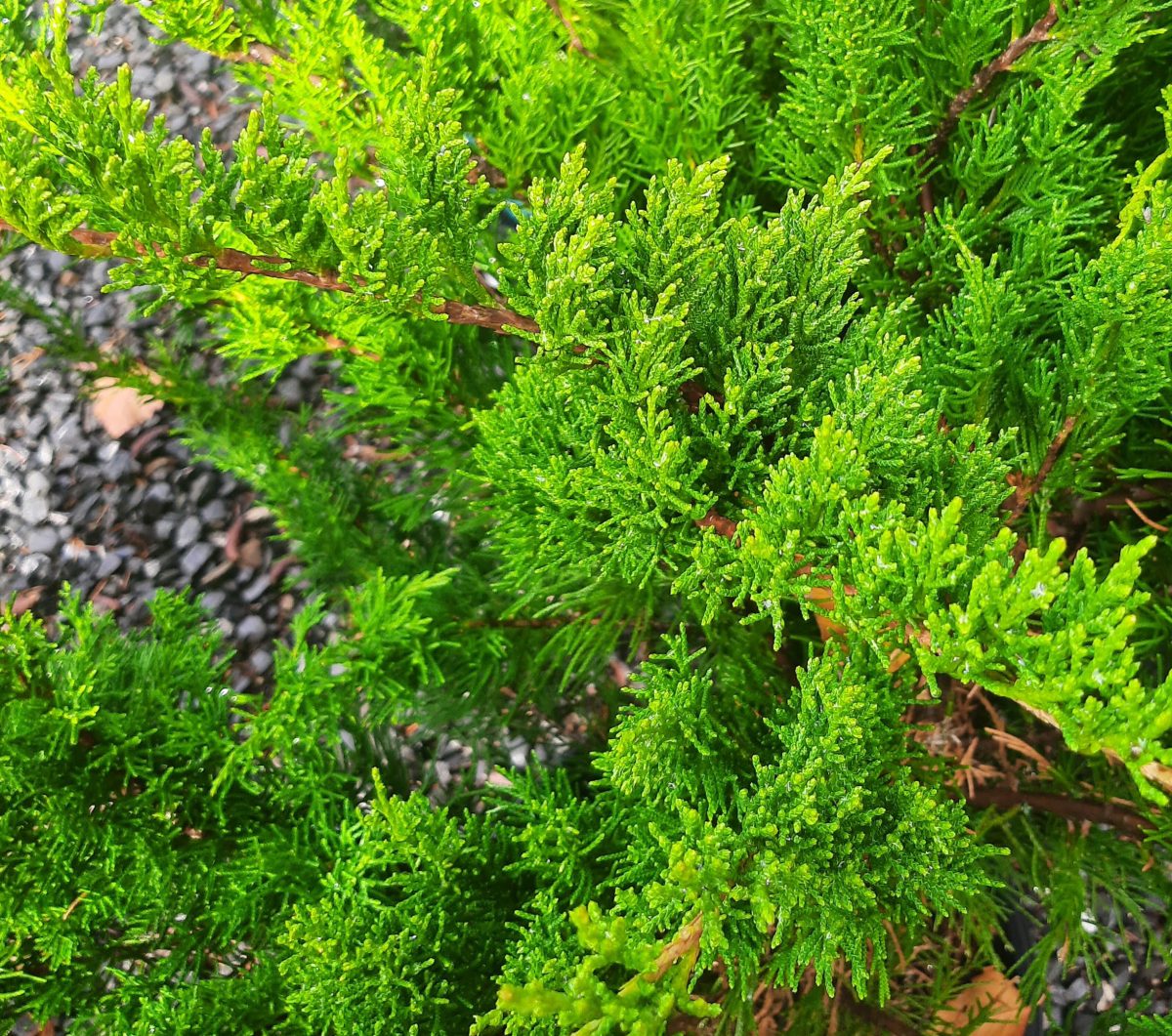 Juniperus chinensis Sea Green FREE FORM