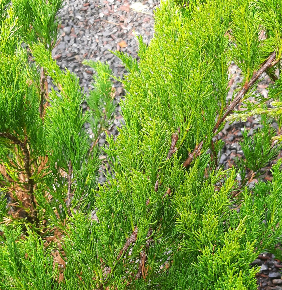 Juniperus chinensis Sea Green POODLE